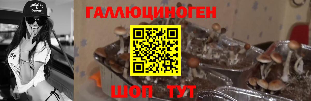 Приморско-Ахтарск  Галлюциногенные грибы Magic Shrooms  наркошоп  Псилоцибиновые грибы GOLDEN TEACHER  Вход с VPN 